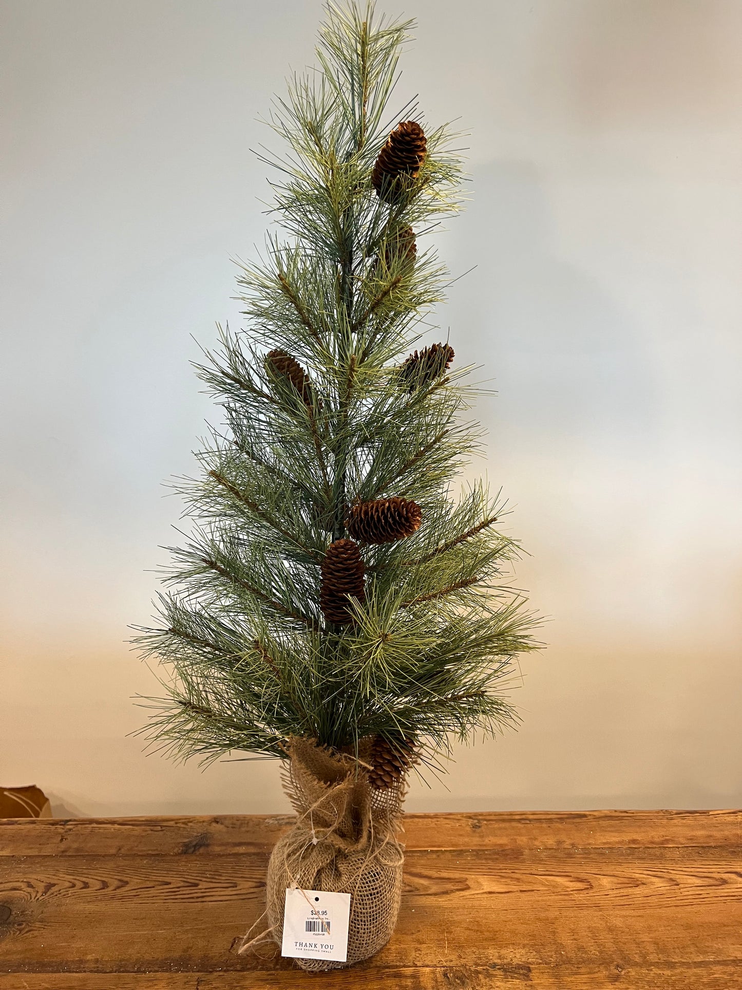 Longleaf Pine Tree w/ Burlap