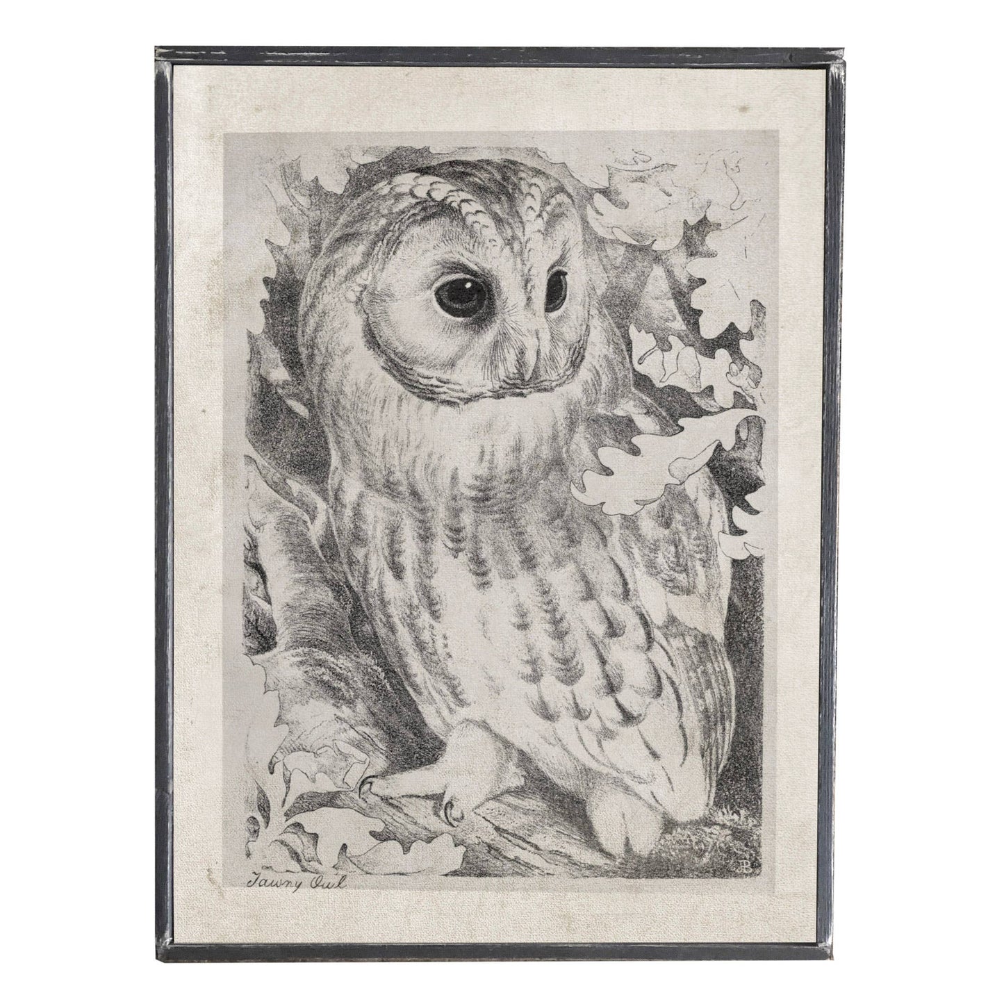 Vintage Owl Print, Feathered Farmhouse