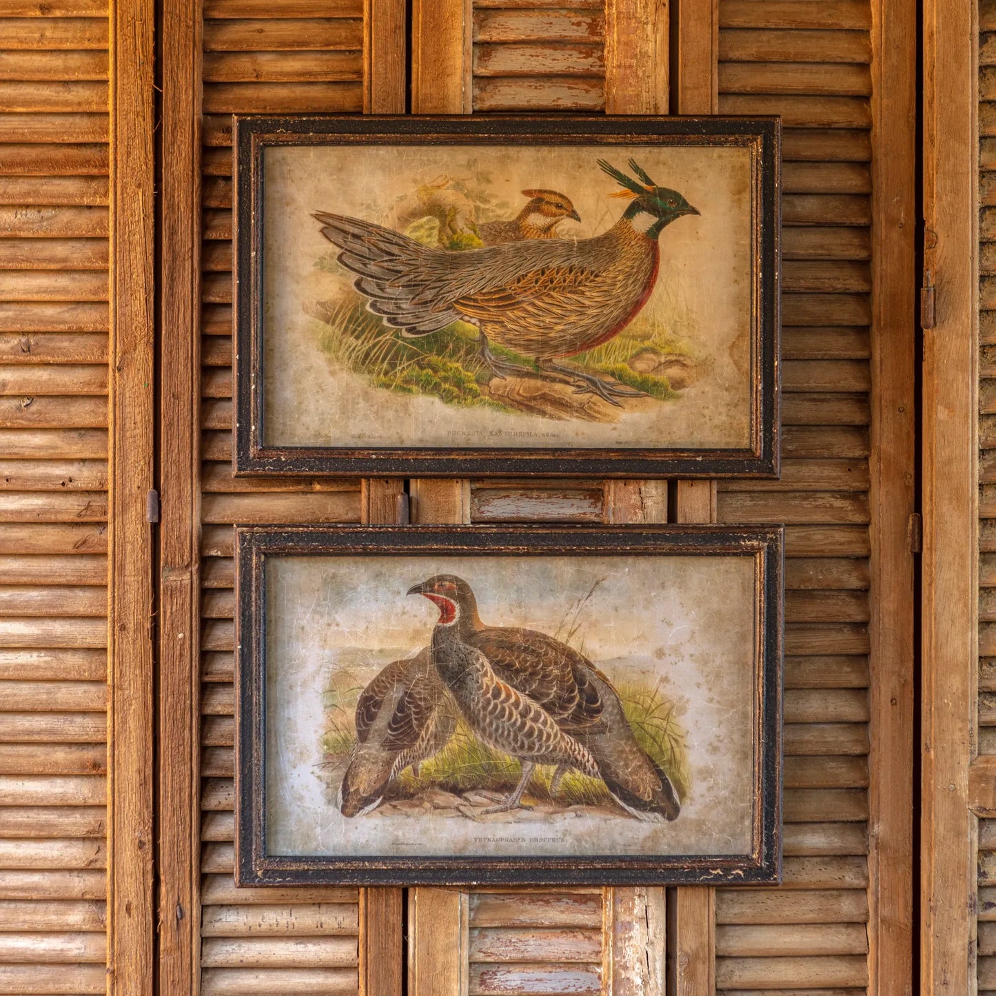 Pheasant Prints, The Feathered Farmhouse
