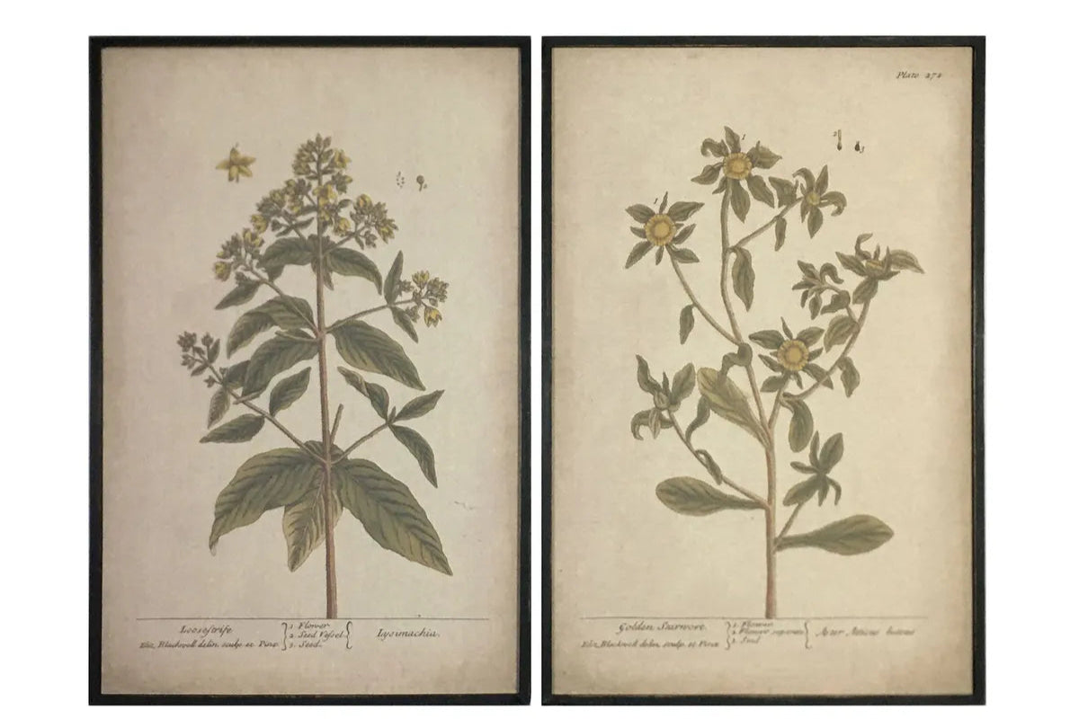 Grand Botanical Prints, Feathered Farmhouse