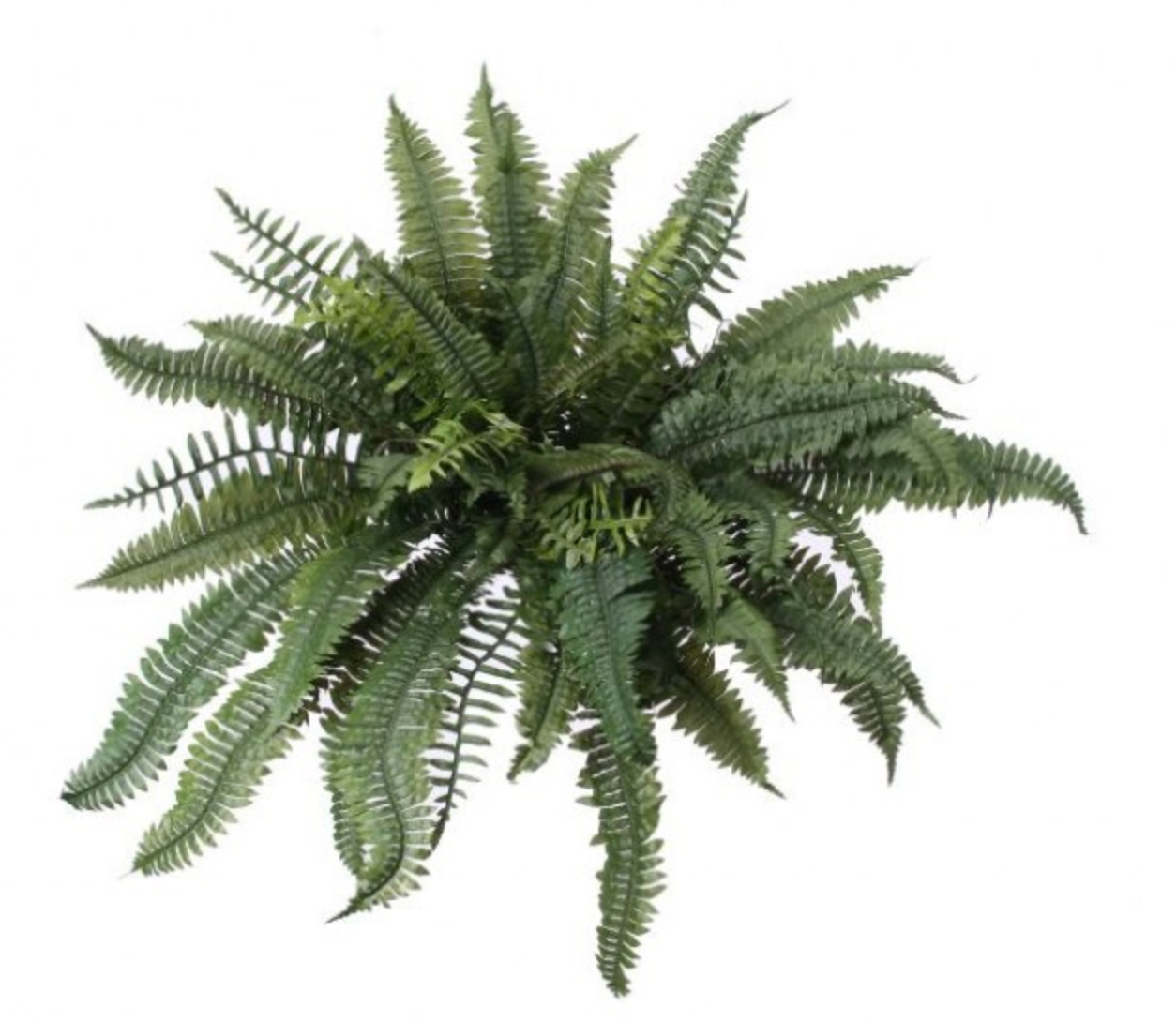 Estate Boston Fern, The Feathered Farmhouse
