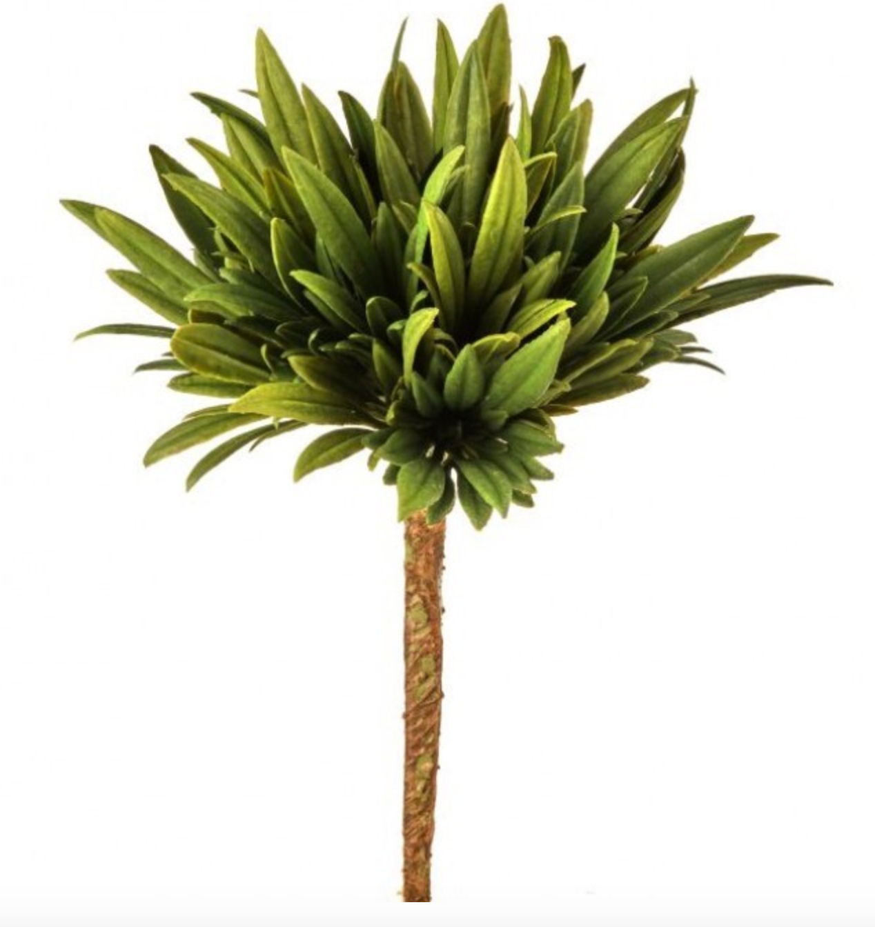 Moss Succulent, The Feathered Farmhouse