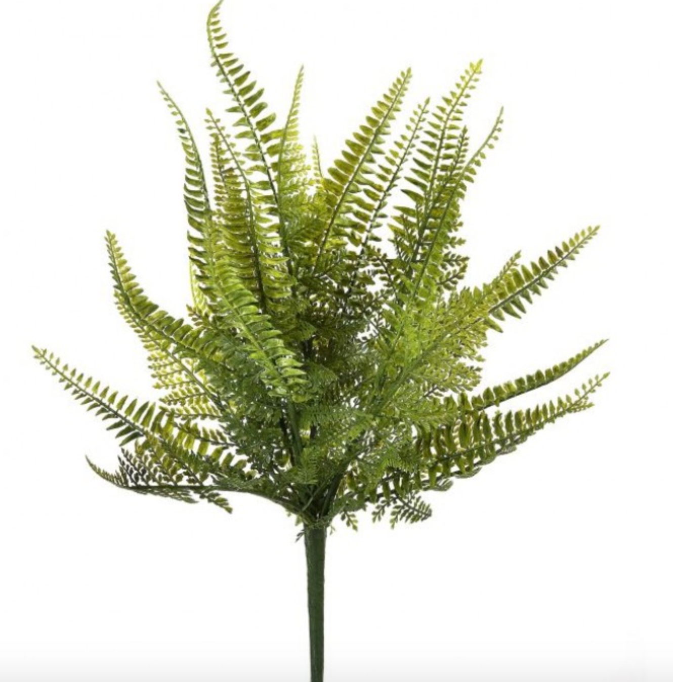 Ladder Fern Bush, The Feathered Farmhouse