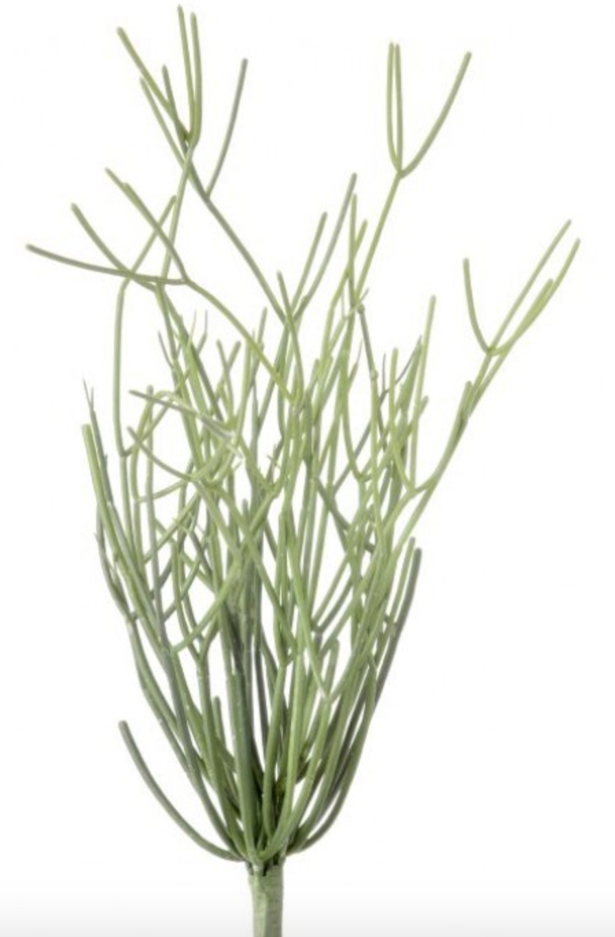 Pencil Cactus Plant, The Feathered Farmhouse