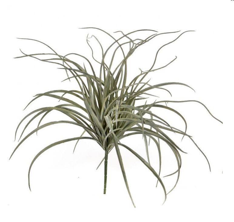 Gray Green Curly Bush