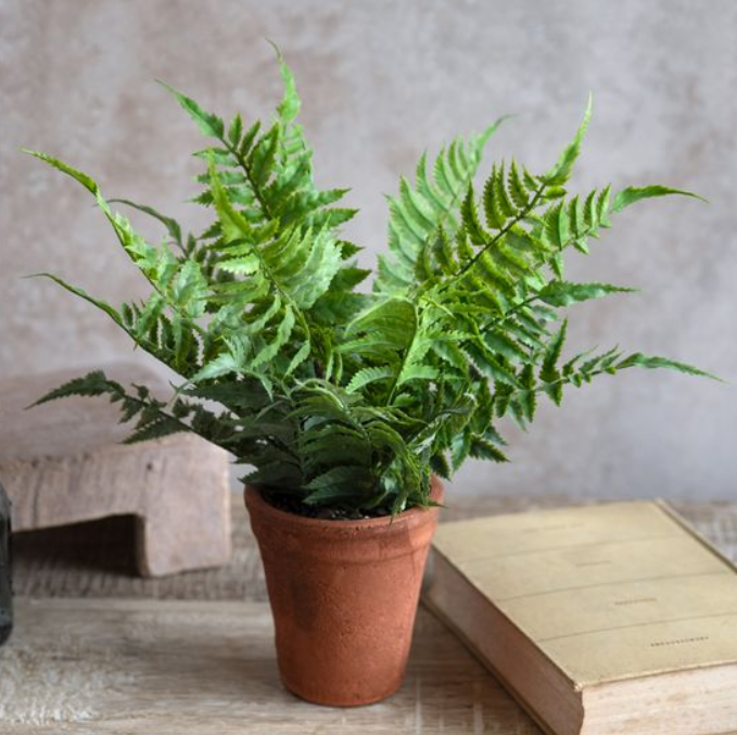 Fern in Pot, Feathered Farmhouse