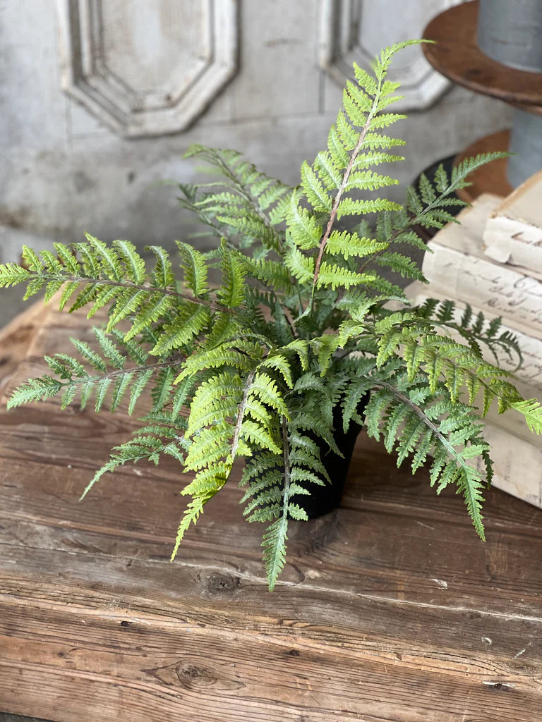 Geneva Potted Fern, Feathered Farmhouse