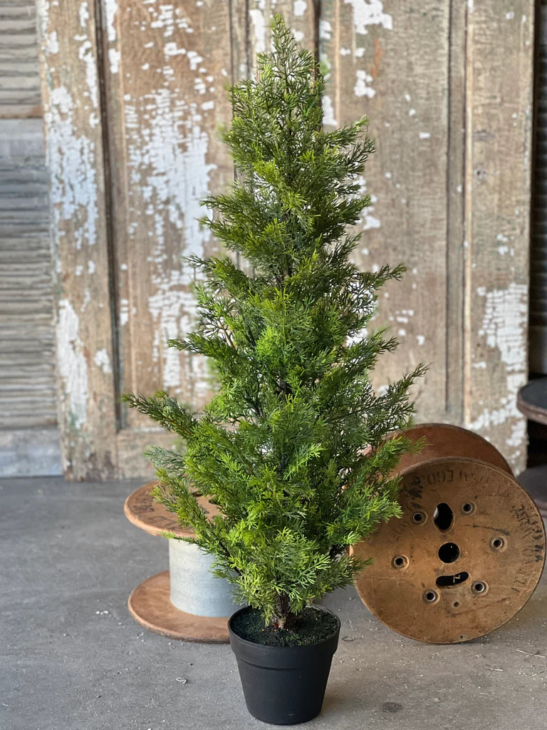 Colonnade Cedar Tree