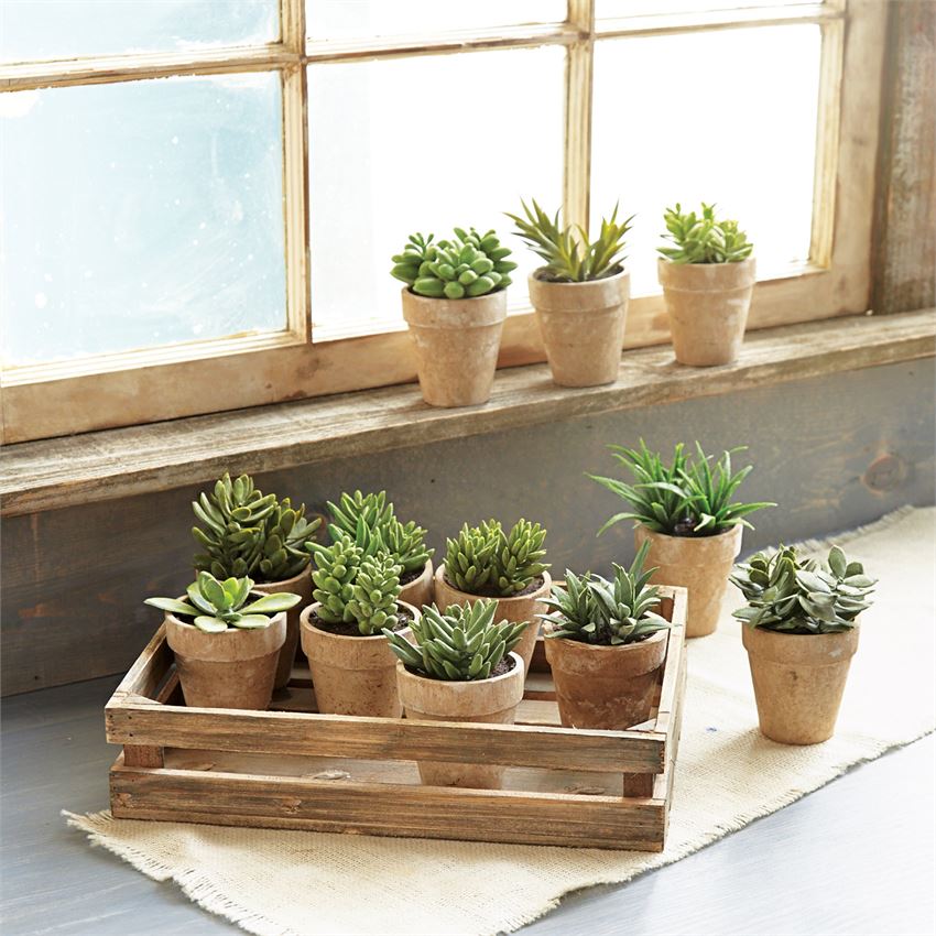 farmhouse succulents Potted Succulent