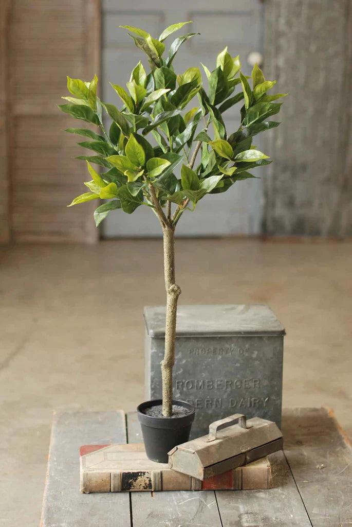 Southern Gem Tree, The Feathered Farmhouse