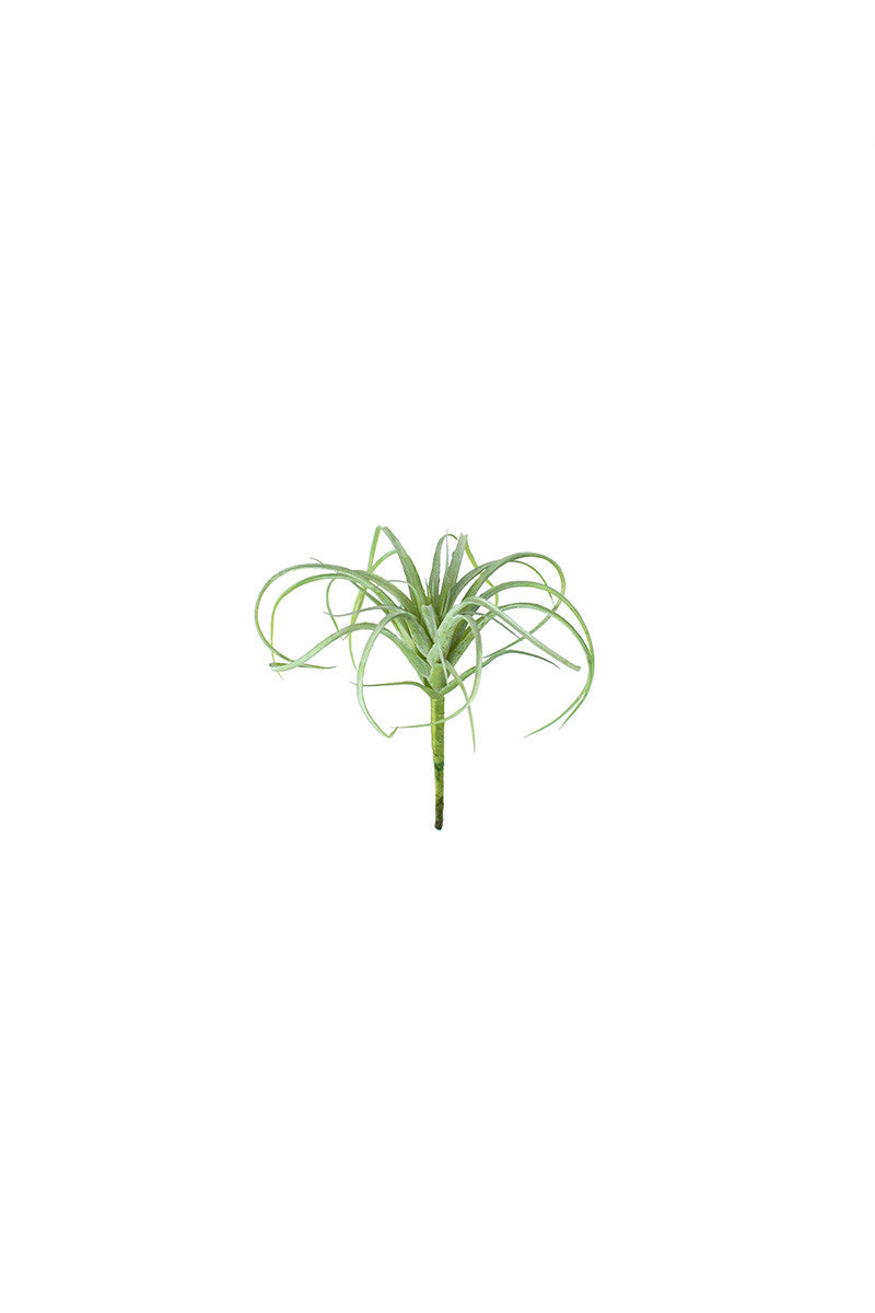Air Plant