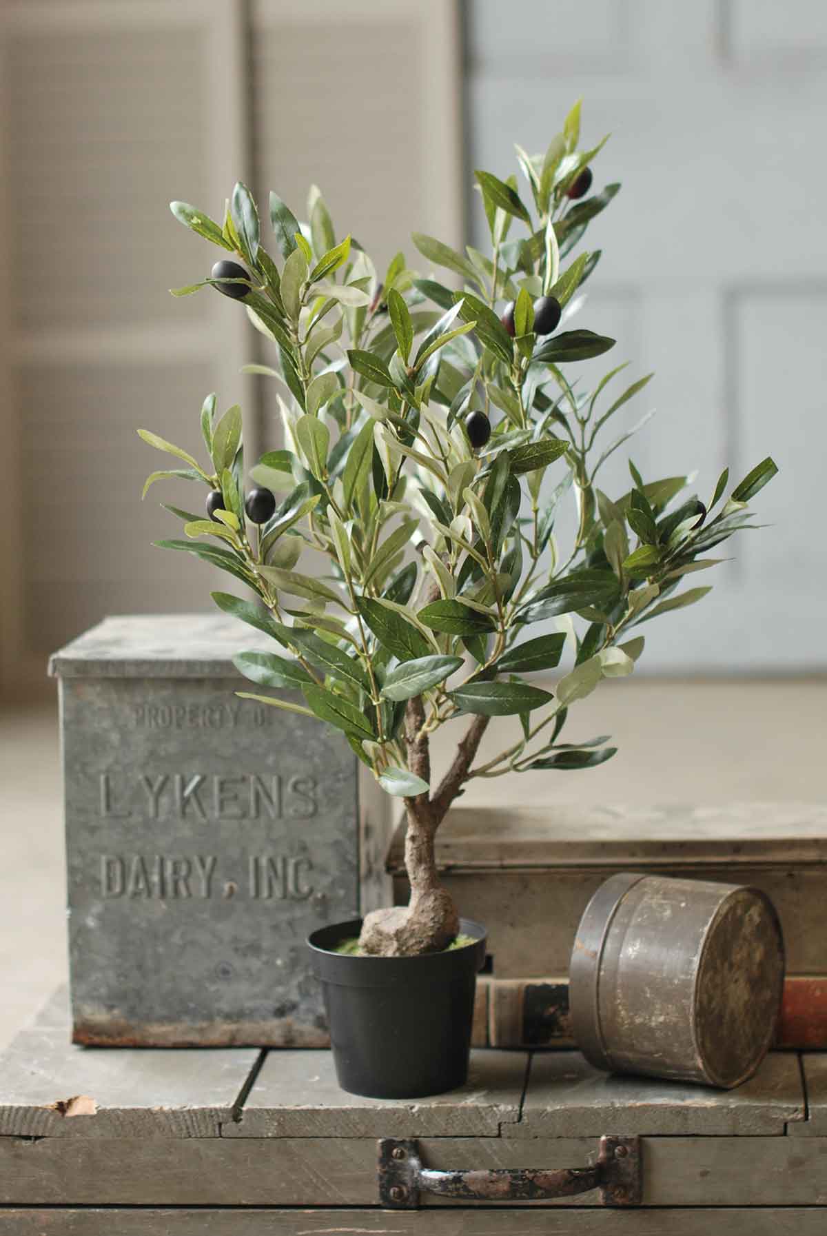olive potted plant Potted Olive Tree, The Feathered Farmhouse