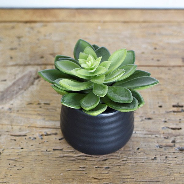 Potted Lotus, The Feathered Farmhouse