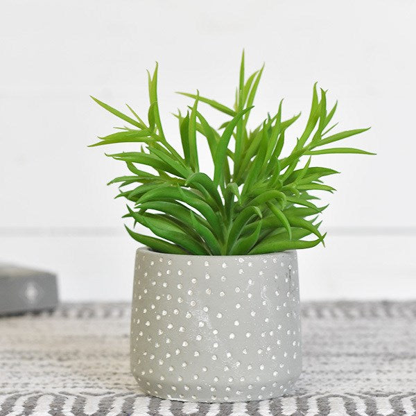 Dotted Succulent