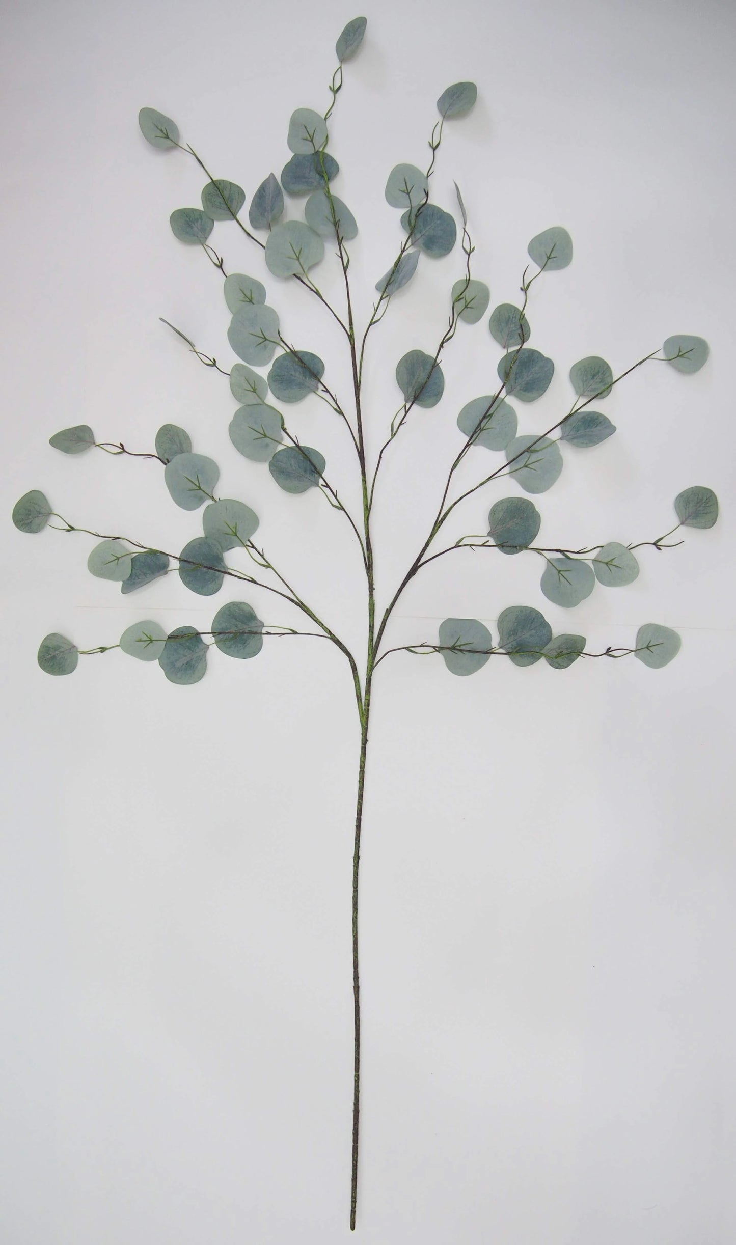 Eucalyptus Stem, The Feathered Farmhouse