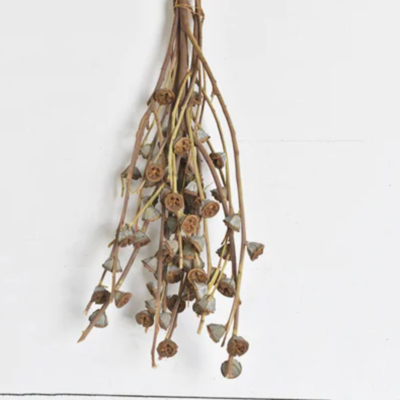 Dried Seed Pod Bunch