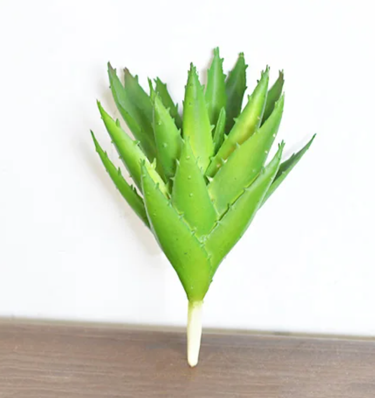 Soft Aloe Plant,The Feathered Farmhouse