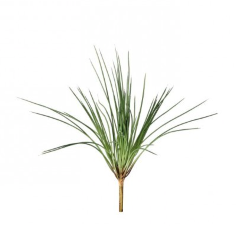 Onion Grass Bush, The Feathered Farmhouse