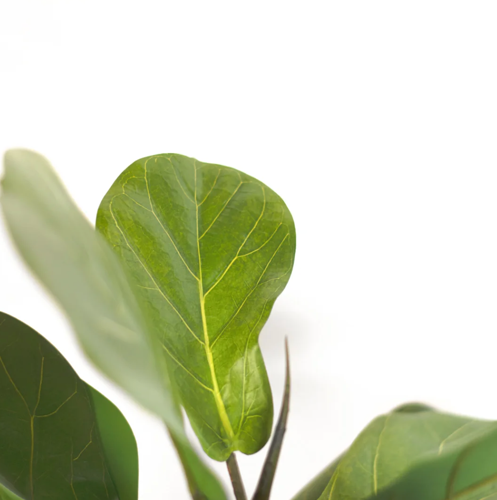 Fiddle Leaf Tree, The Feathered Farmhouse