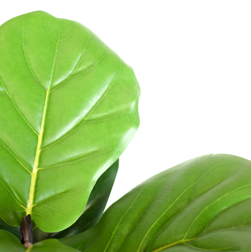 Small Fiddle Leaf Tree, The Feathered Farmhouse