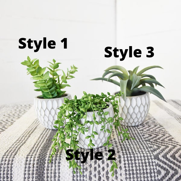 Potted Succulents, The Feathered Farmhouse