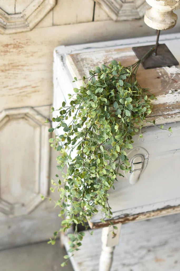 Seraph Vine Hanging Bush, The Feathered Farmhouse