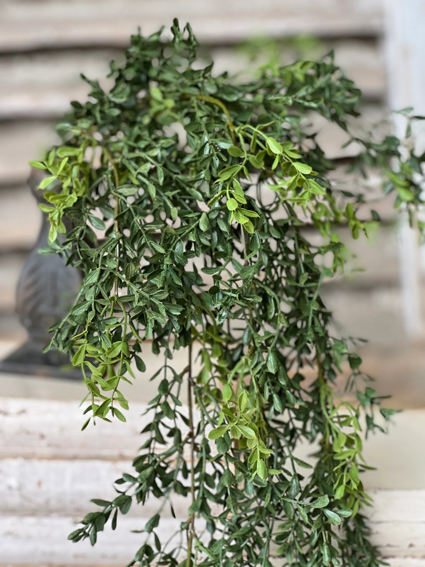 New England Boxwood Hanging , The Feathered Farmhouse