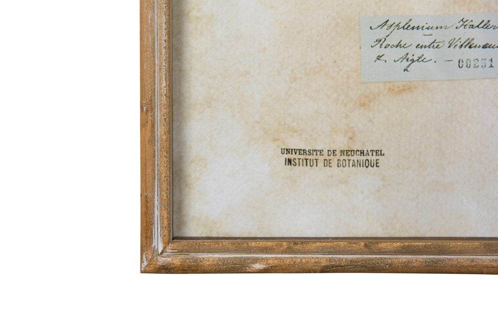 Vintage Fern Shadow Box, The Feathered Farmhouse