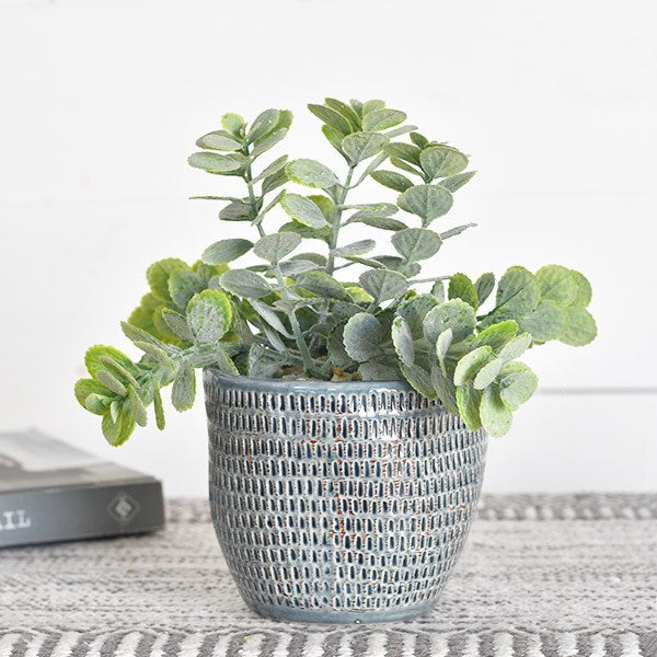 Potted Eucalyptus