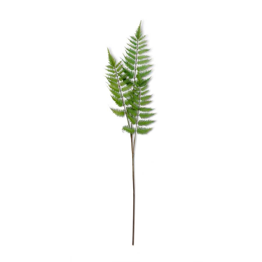 Fern Branch