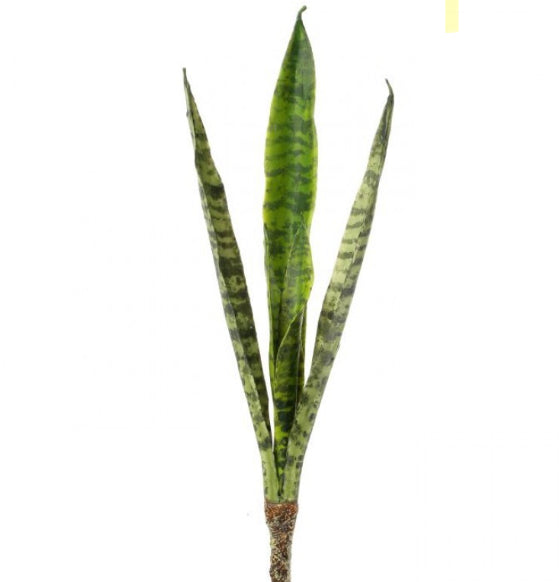 Eva Sanseveria