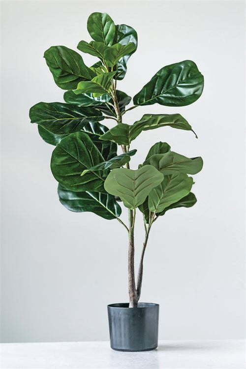 Fiddle Leaf Fig