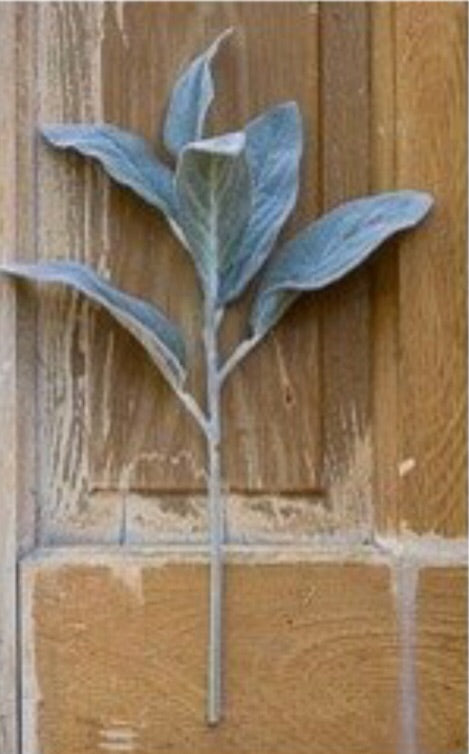 Lambs Ear Sprig