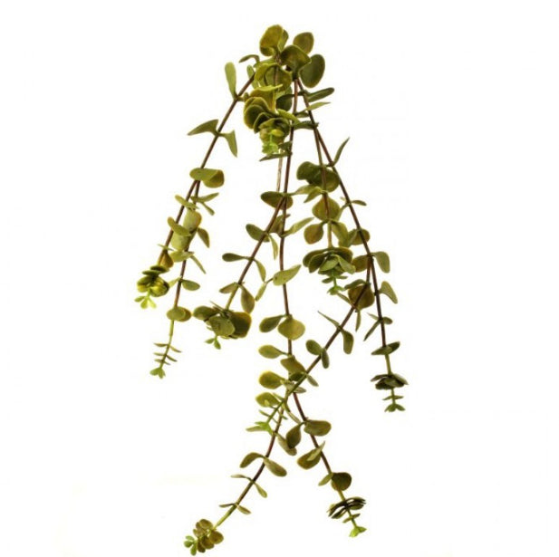 feathery succulent Hanging Eucalyptus Succulent, Feathered Farmhouse – The Feathered Farmhouse