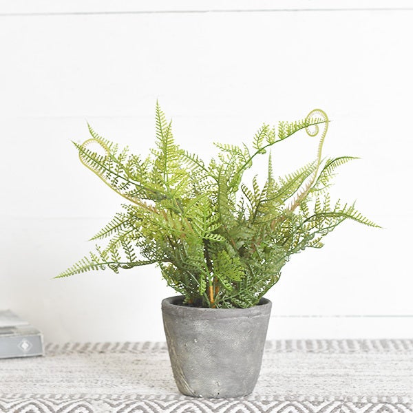 Cement Potted Fern