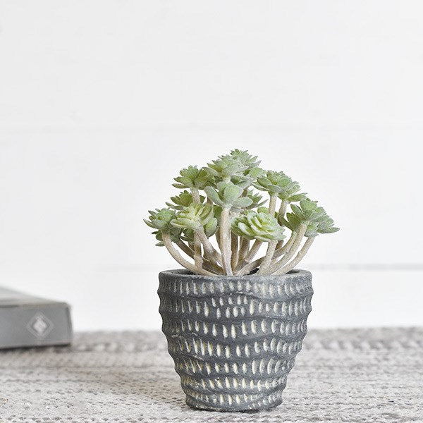 Potted Dusty Succulent