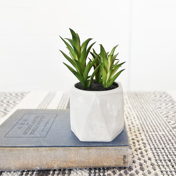 Etched Pot Succulent