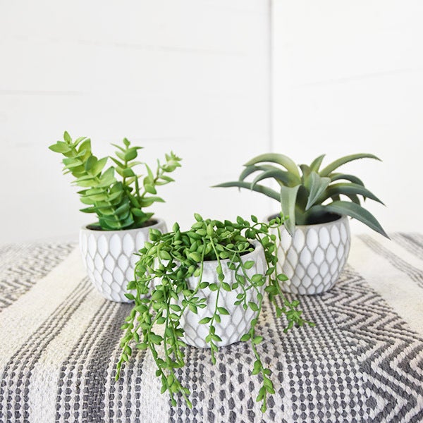 Potted Succulents, The Feathered Farmhouse