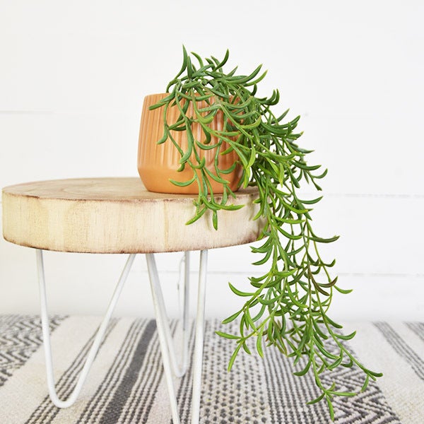Hanging Potted Succulents