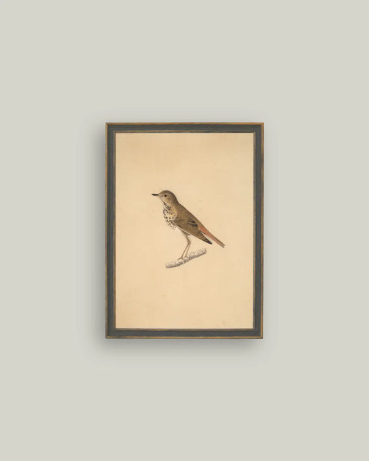 Antique Bird Print, The Feathered Farmhouse