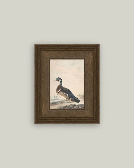 A Duck Framed Antique Art, Feathered Farmhouse