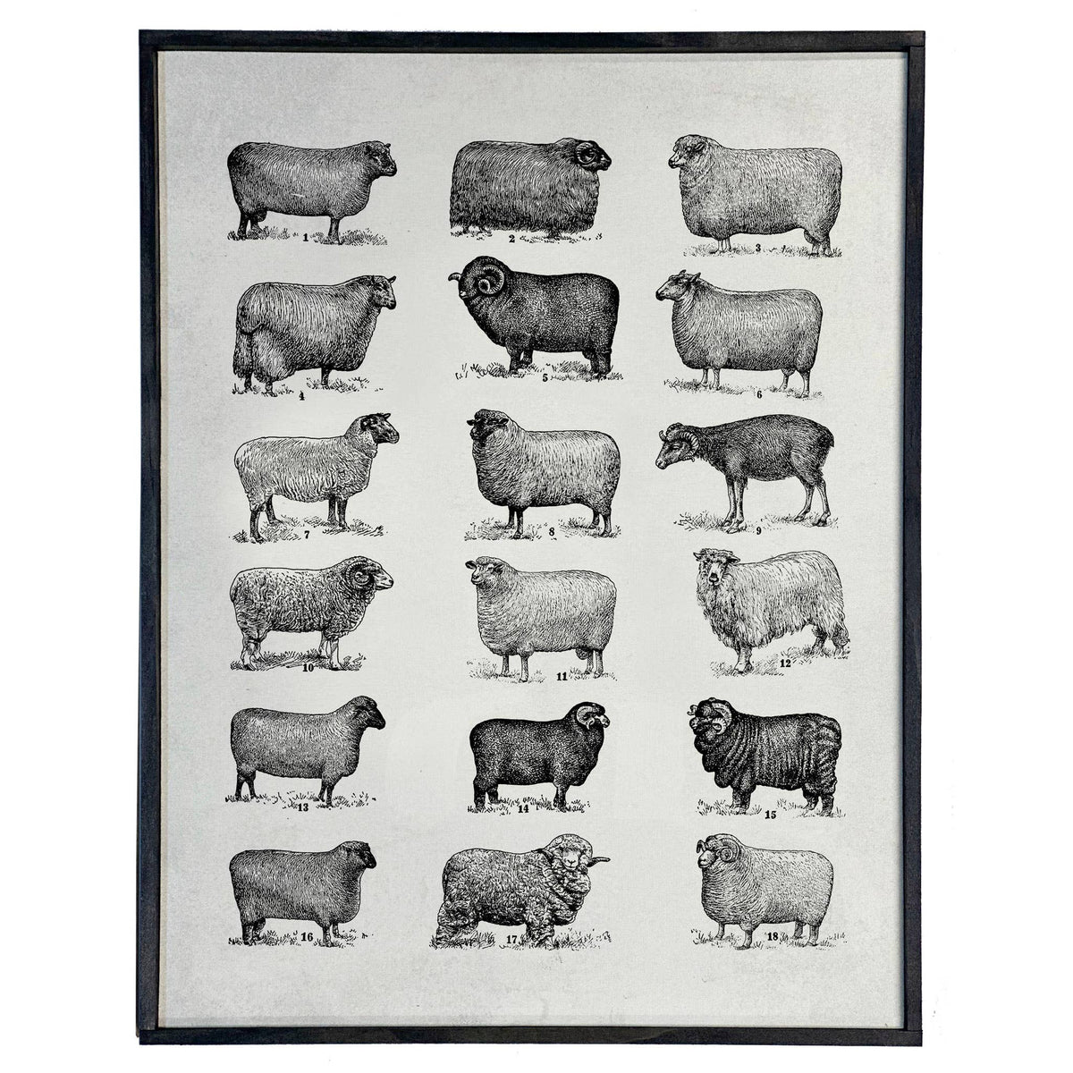 Vintage Sheep Chart – The Feathered Farmhouse