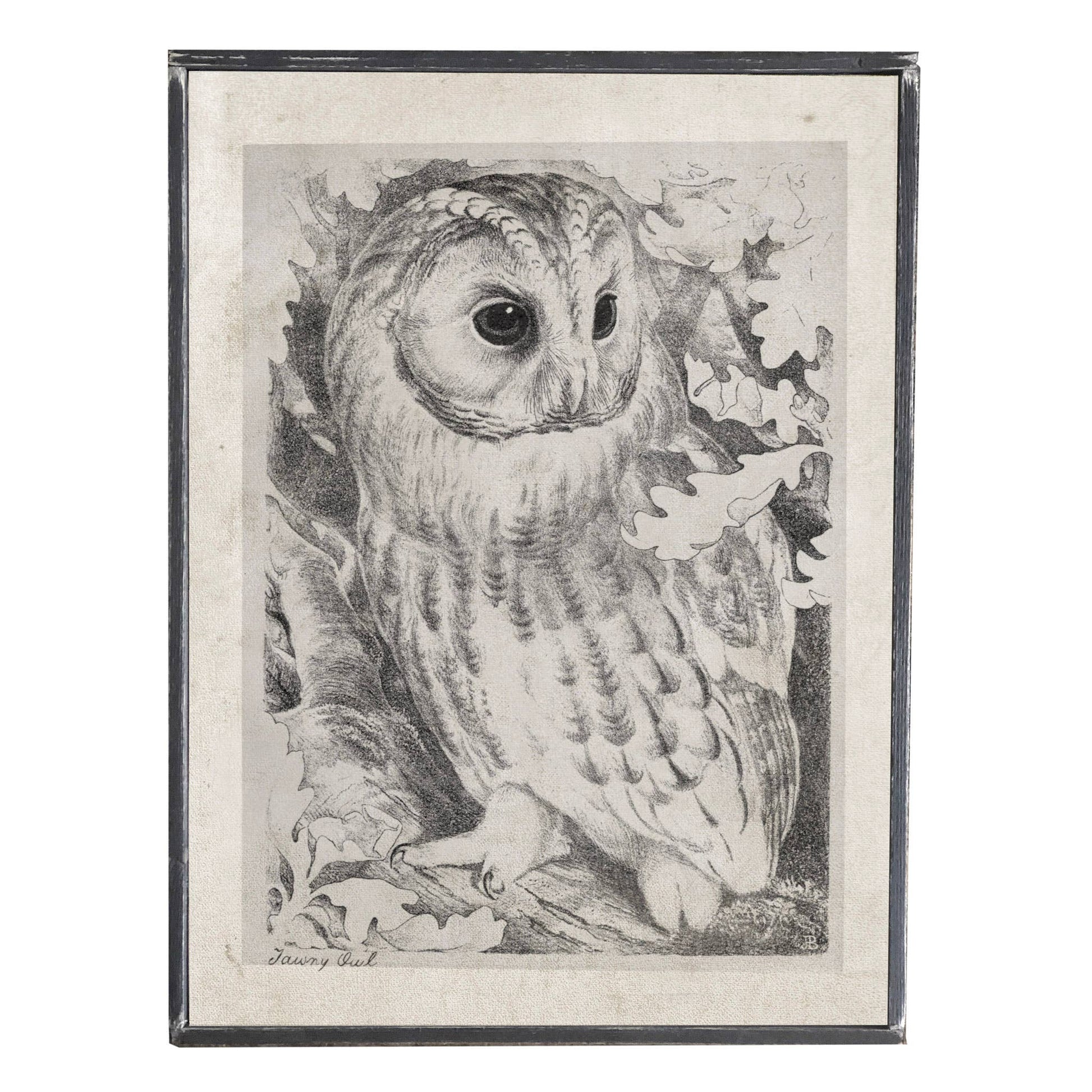 Vintage Owl Print, Feathered Farmhouse