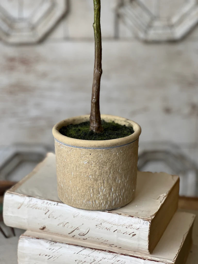 Yardley Topiary, Feathered Farmhouse
