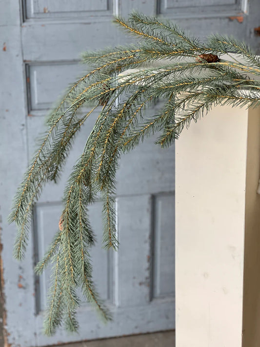 Limber Pine Vine