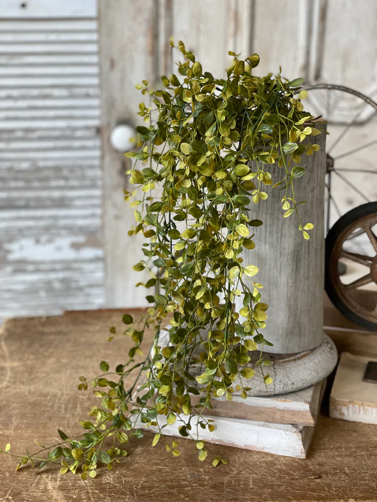 Bog Pimpernel Hanging, Feathered Farmhouse