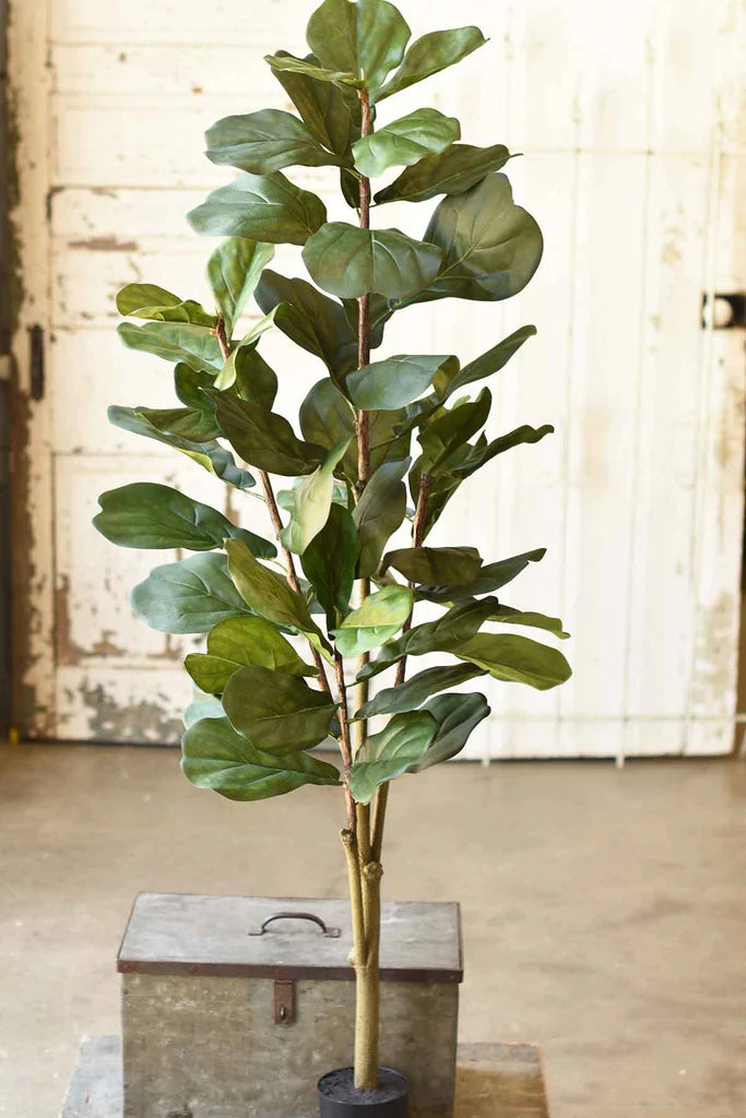 Fetching Fiddleleaf Fig Tree, Feathered Farmhouse