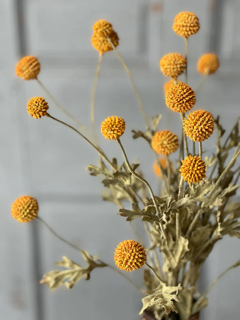 Mustard Fall Wind Dancer Bush, The Feathered Farmhouse