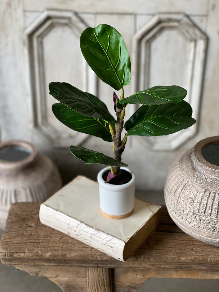Potted Fiddle Leaf Fig, Feathered Farmhouse