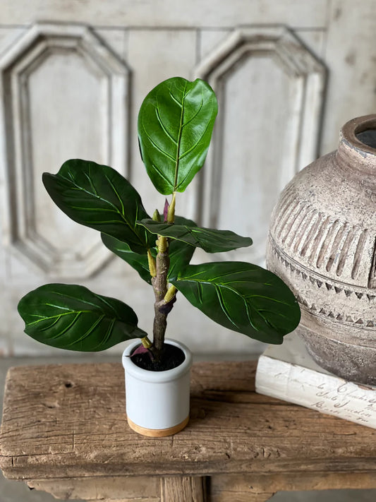 Potted Fiddle Leaf Fig, Feathered Farmhouse